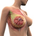Female Breast Anatomy Royalty Free Stock Photo