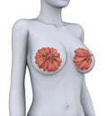 Female Breast Anatomy