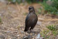 Female brewer`s blackbird feeding at seaside beach