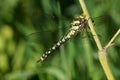 Close-up of a Female Southern Hawker Dragonfly. Royalty Free Stock Photo