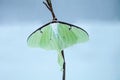 Female bright green luna moth Actias luna Royalty Free Stock Photo