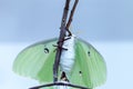 Female bright green luna moth Actias luna Royalty Free Stock Photo