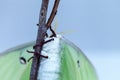 Female bright green luna moth Actias luna Royalty Free Stock Photo