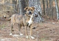 Female brindle and white Boxer Lab mix breed dog outside on a leash Royalty Free Stock Photo