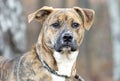 Female brindle and white Boxer Lab mix breed dog outside on a leash Royalty Free Stock Photo