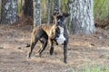 Brindle Boxer Pitbull mixed breed dog outside on leash Royalty Free Stock Photo