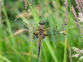 Female broad-bodied chaser aka Libellula depressa. After rain so raindrops visible.