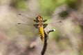 Female broad-bodied chaser