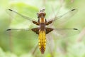 Female broad-bodied chaser