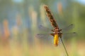 Female Broad-bodied Chaser Dragonfly