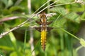 Female Broad-bodied Chaser on grass stem