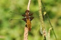 A pretty female Broad-bodied Chaser Libellula depressa perching on a reed. Royalty Free Stock Photo