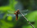 Female Broad-Bodied Chaser