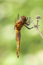 Female broad-bodied chaser