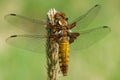 Female broad-bodied chaser Royalty Free Stock Photo