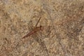 Female Broad Scarlet Dragonfly On Stone Crocothemis erythraea Royalty Free Stock Photo
