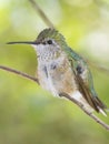 Female Broad tailed hummingbird Royalty Free Stock Photo