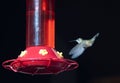 Female Broad-Tailed Hummingbird Feeding Hovering Above a Red Hummingbird Feeder Royalty Free Stock Photo