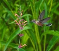 A Female Broad-tailed Hummingbird feeds on Hummingbird Mint in the garden Royalty Free Stock Photo