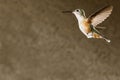 Female Broad-Tailed Hummingbird Royalty Free Stock Photo