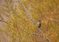 A female broad tailed hummingbird is perched in a bush with green and gold autumn leaves in the background Royalty Free Stock Photo