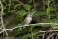 Female Broad Tailed Hummingbird Royalty Free Stock Photo