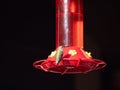 Female Broad-Tailed Hummingbird Perched on a Red Hummingbird Feeder