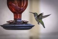 Female Broad Tailed Hummingbird Photographed at a Feeder Royalty Free Stock Photo