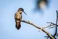 Female Broad-Tailed Hummingbird resting on a limb Royalty Free Stock Photo