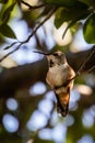 Female Broad-Tailed Hummingbird resting on a limb Royalty Free Stock Photo