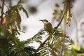 Female Bronzy Sunbird