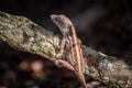 Female Brown Anole on a Branch in Florida