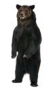 Female Brown Bear, 12 years old, standing