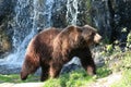 Female Brown Bear Royalty Free Stock Photo