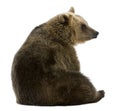 Female Brown Bear, 8 years old, sitting Royalty Free Stock Photo