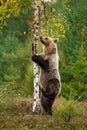 Female brown bear climbing thin birch tree on heathland in autumn nature