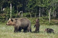Female brown bear and her cubs, matte style.