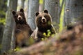 Female of brown bear together with her cub in the woods