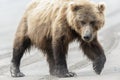 Female Brown Bear walking on the beach Royalty Free Stock Photo