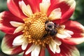 A female Brown-belted Bumble Bee (Bombus griseocollis) on a red and yellow dahlia flower. Royalty Free Stock Photo