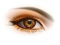 Female brown eye