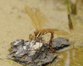 Female Brown Hawker Dragonfly ovipositing Royalty Free Stock Photo