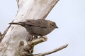 Female Brown-headed Cowbird, Molothrus, ater Royalty Free Stock Photo