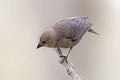 Female Brown-headed Cowbird, Molothrus, ater on perch Royalty Free Stock Photo