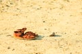 Female brown leather sandals footwear on sandy beach. Royalty Free Stock Photo