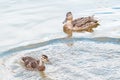 Female brown mother duck swimming with her little newborn child macro