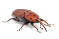 Female brown palm weevil snout beetle, Rhynchophorus ferrugineus