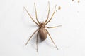 Female Brown Recluse Spider - poisonous arachnid Royalty Free Stock Photo