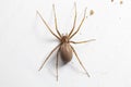 Female Brown Recluse Spider - poisonous arachnid