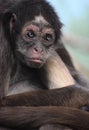 Female brown spider monkey or variegated spider monkey Ateles hybridus i Royalty Free Stock Photo